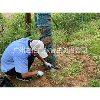 九龙树木白蚁防治工程